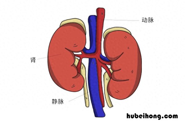 尼泊尔肾谷 尼泊尔一个几乎人人卖肾的村庄