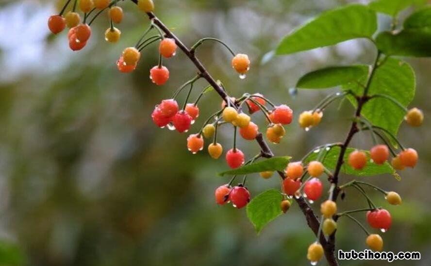上海 黄梅天 几月 上海黄梅天什么时候出梅