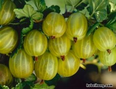 灯笼果长什么样 野生灯笼果