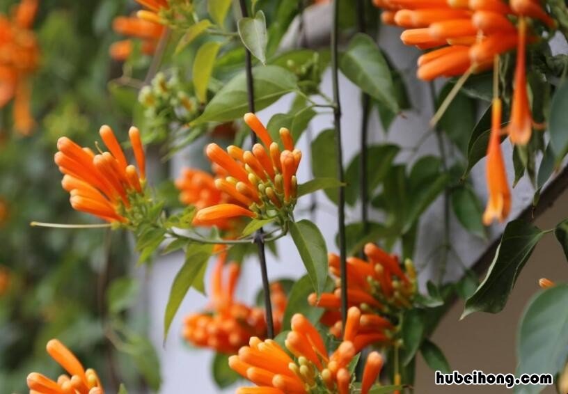 炮仗花好还是凌霄花好 凌霄花和炮仗花哪个有风水禁忌