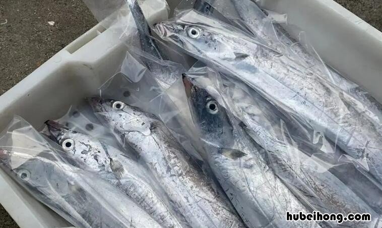舟山带鱼到底是黄眼还是黑眼 舟山带鱼是黑眼珠还是黄眼珠