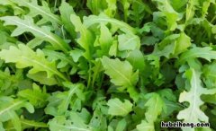 芝麻菜是荠菜吗 芝麻菜的功效与禁忌