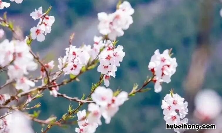 待到春暖花开时不负春光不负卿是什么诗句 待到山花烂漫时,不负春光不负卿的意思