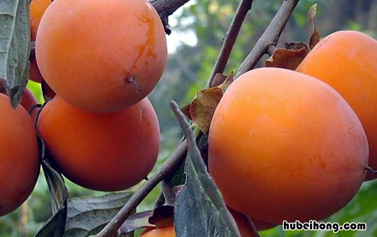 牛心柿子吃着口感沙糯软甜 牛心柿子怎么做柿饼