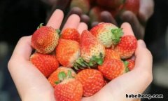 草莓含糖高吗孕妇可以吃吗早期 草莓含糖高吗孕妇可以吃吗晚期