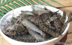 台湾草虾是海虾还是河虾图片 台湾草虾是海虾还是河虾虾
