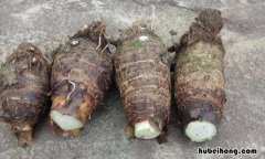 荔浦芋头有酒味是怎么回事 荔浦芋头有点酒味还能食用吗