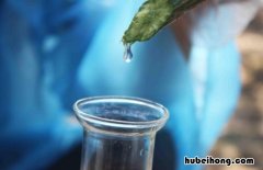 丝瓜水有什么作用和副作用 丝瓜水有什么作用?