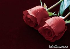 11朵蓝玫瑰代表什么意思 99朵玫瑰花