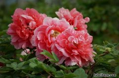 牡丹花花能吃吗 牡丹花可以使用吗