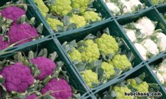 花菜类蔬菜有哪些常见品种图片 花菜类蔬菜有哪些常见品种名称