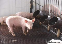 给猪吃猪肉是不是很残忍 猪吃肉吗?