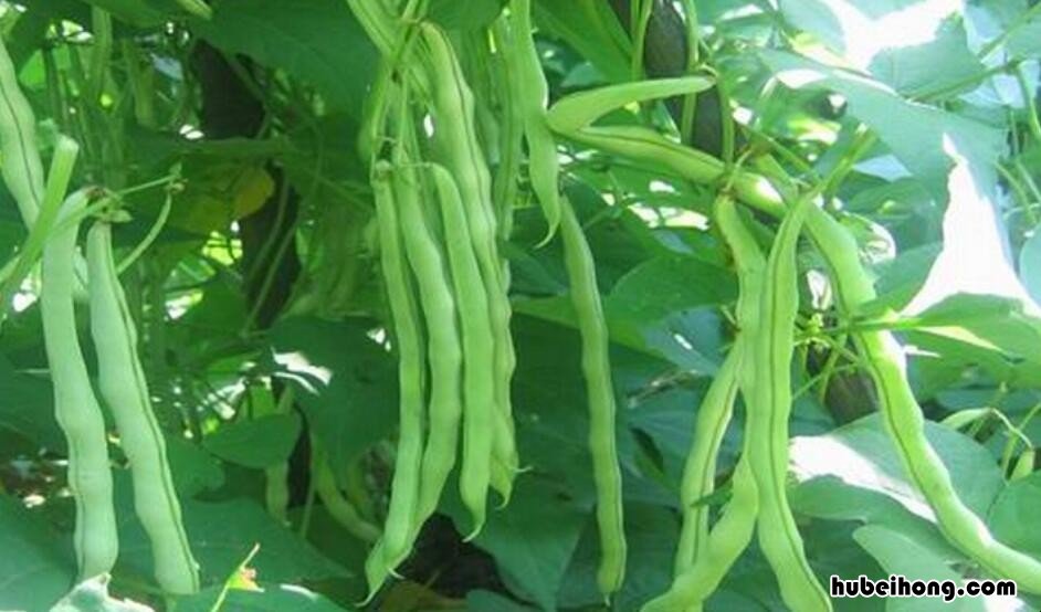 芸豆都有几种图片 芸豆的种类图片大全集