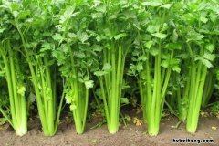 芹菜与欧芹的区别 欧芹与芹菜