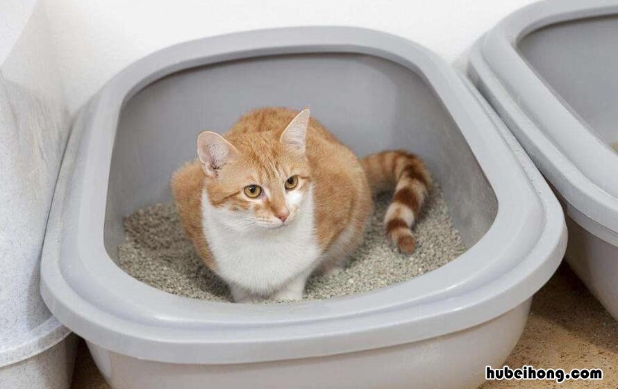 专业找猫团队大概多少钱 猫跑丢了怎么找最有效