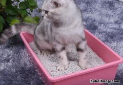 猫砂放着不用可以放多久 猫砂要放在笼子里吗