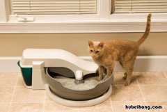 猫砂盆怎么去异味 猫砂盆如何清理除味