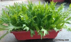 苦菊的功效与作用 凉拌苦菊的正确方法