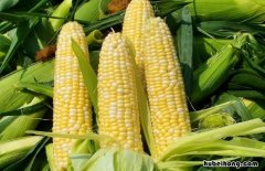 玉米里生虫子怎么处理好 玉米里生虫子怎么处理视频