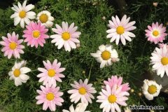 玛格丽特花卉的花期是几月份 玛格丽特花如何养