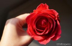 玫瑰花花瓣有什么作用和功效禁忌 玫瑰花瓣的功效与作用及禁忌玫