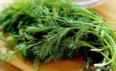 茴香菜是什么菜图片 茴香菜是什么菜做的