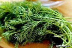 茴香菜有什么做法和功效 茴香菜的家常做法