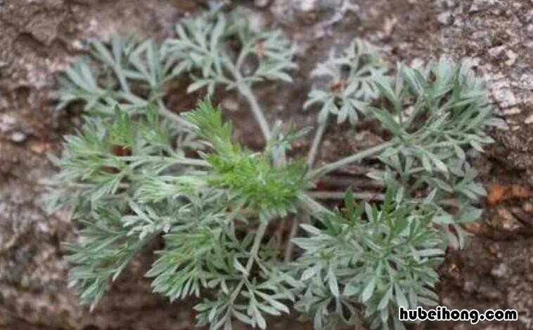 茵陈大枣喝了三年 真正的茵陈图片