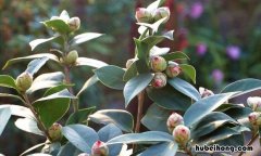 茶花花苞不开放 茶花花苞打不开的原因