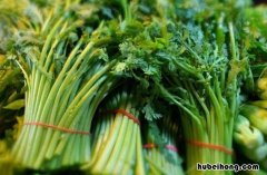 茼蒿长什么样啊 茼蒿长什么样的