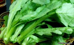 茼蒿是什么季节的时令蔬菜