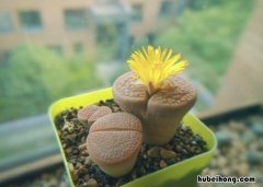 生石花怎么养殖? 养了100年的生石花图片