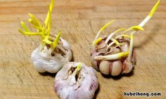 蒜子发芽了还能吃吗 蒜子发芽了还能吃吗视频