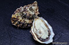 生蚝怎样吃 生蚝是什么