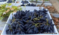 蓝宝石葡萄有何优点 蓝宝石葡萄真的好吃吗