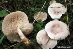 蘑菇不能和什么一起吃 蘑菇不能与什么一起吃
