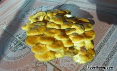 蘑菇变黄了还能吃吗 蘑菇变黄还能吃吗有毒吗能吃吗