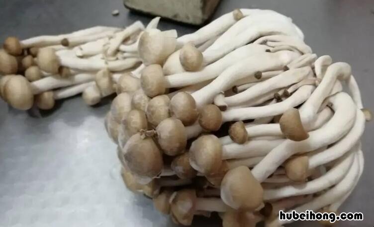 蘑菇长了一层白毛还能吃吗 蘑菇长了一层白毛还能吃吗?