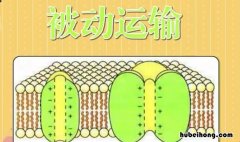 主动运输和被动运输的区别是什么和什么 主动运输和被动运输的主要区别