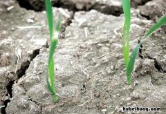 久旱逢甘雨怎么造句子 久旱逢甘雨怎么造句二年级
