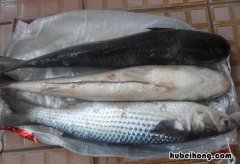 白乌鱼繁殖技术 白乌鱼鱼苗多少价格