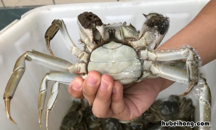螃蟹冷藏三天还可以吃吗 螃蟹冷藏3天后还能吃吗