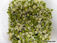 豌豆发芽了还能吃吗 放在冰箱的豌豆发芽了还能吃吗视频