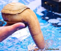 象拔蚌是什么 象拔蚌是大象的哪个部位