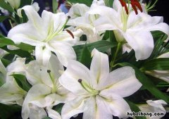 百合花的各种颜色象征着什么意思 百合花各种颜色