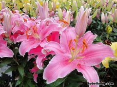 百合花开花过程及图片和日记大全 百合花开花过程及图片和日记怎么写