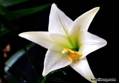 百合花有根重新种植能活吗? 百合花的根球能重复生长吗