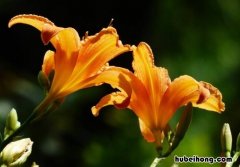 百合花谢了还会开花吗 百合花谢了还会开花吗图片