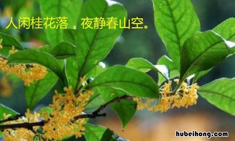 人闲桂花落是什么意思 人闲桂花落全诗意思