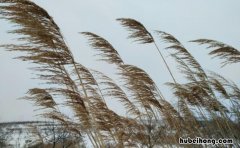 什么样的北风怎么填空 什么样的北风怎么样地吹着